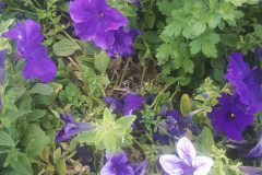 Purple-Petunias-20200405